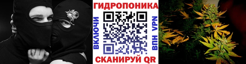 МАРИХУАНА семена Краснозаводск